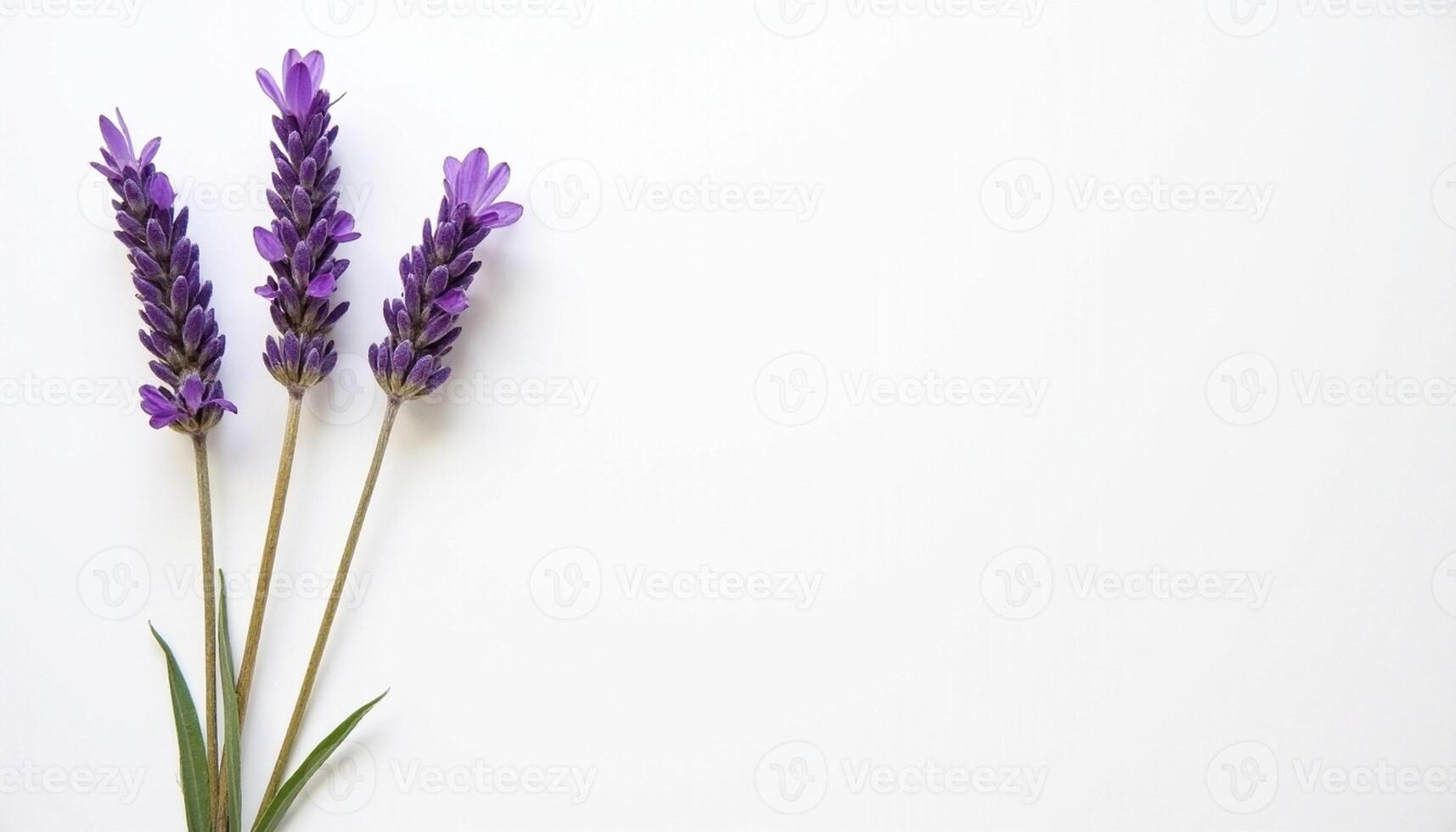 Lavender stems with green leaves arranged symmetrically. photo