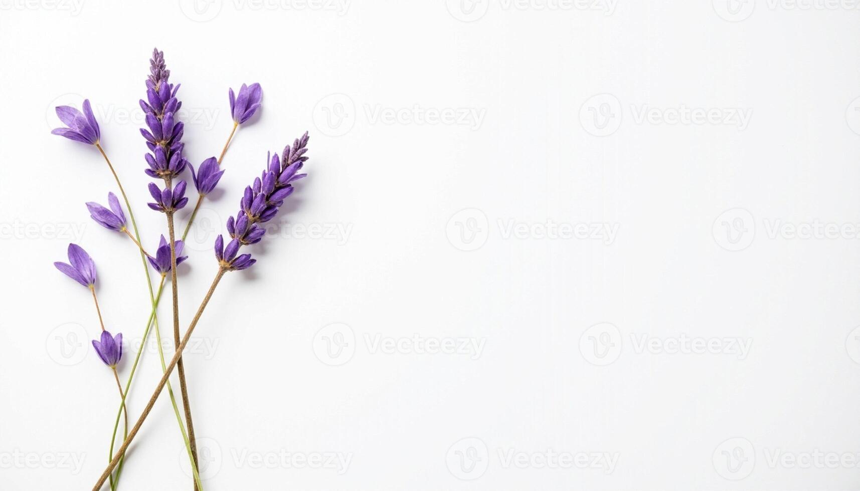 Crossed lavender stems with gentle curve and soft light. photo