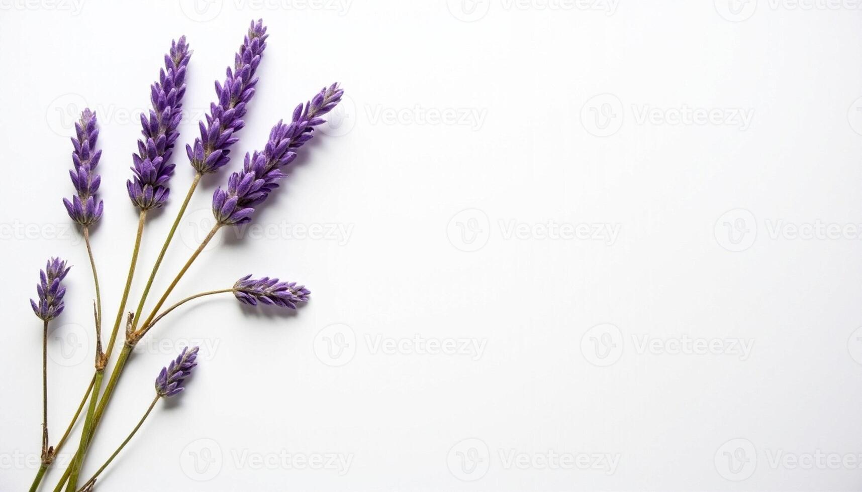 Five lavender sprigs arranged in line with equal spacing. photo