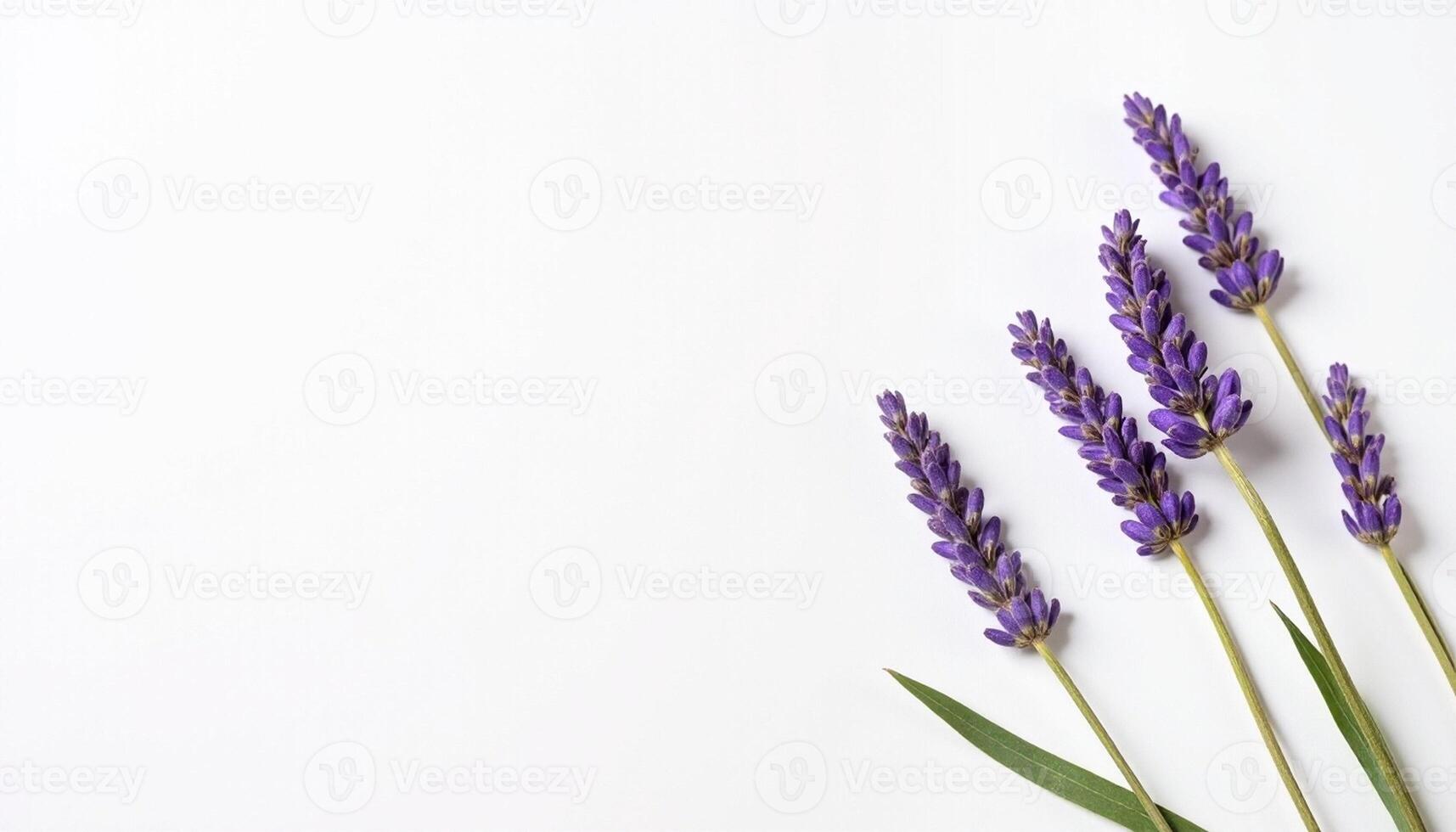 Lavender flowers tied diagonally in clean white flat lay. photo