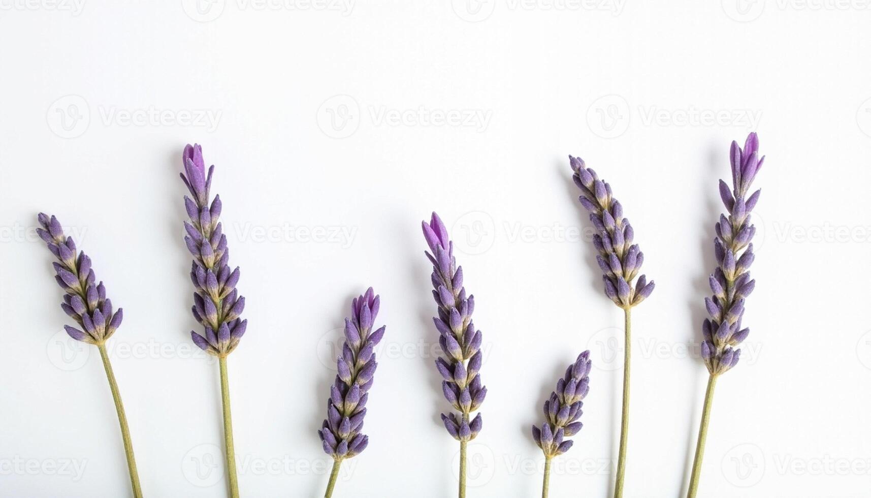 Three lavender sprigs side by side on plain white surface. photo