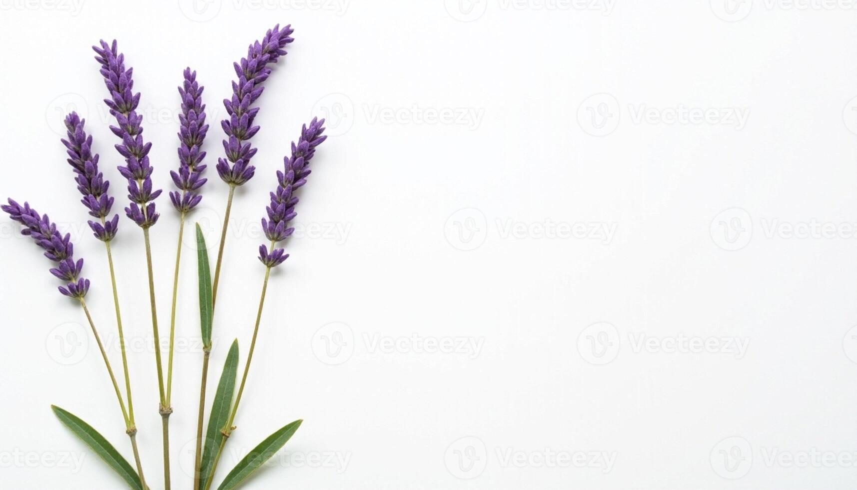 Soft bunch of lavender in diagonal composition with green leaves. photo