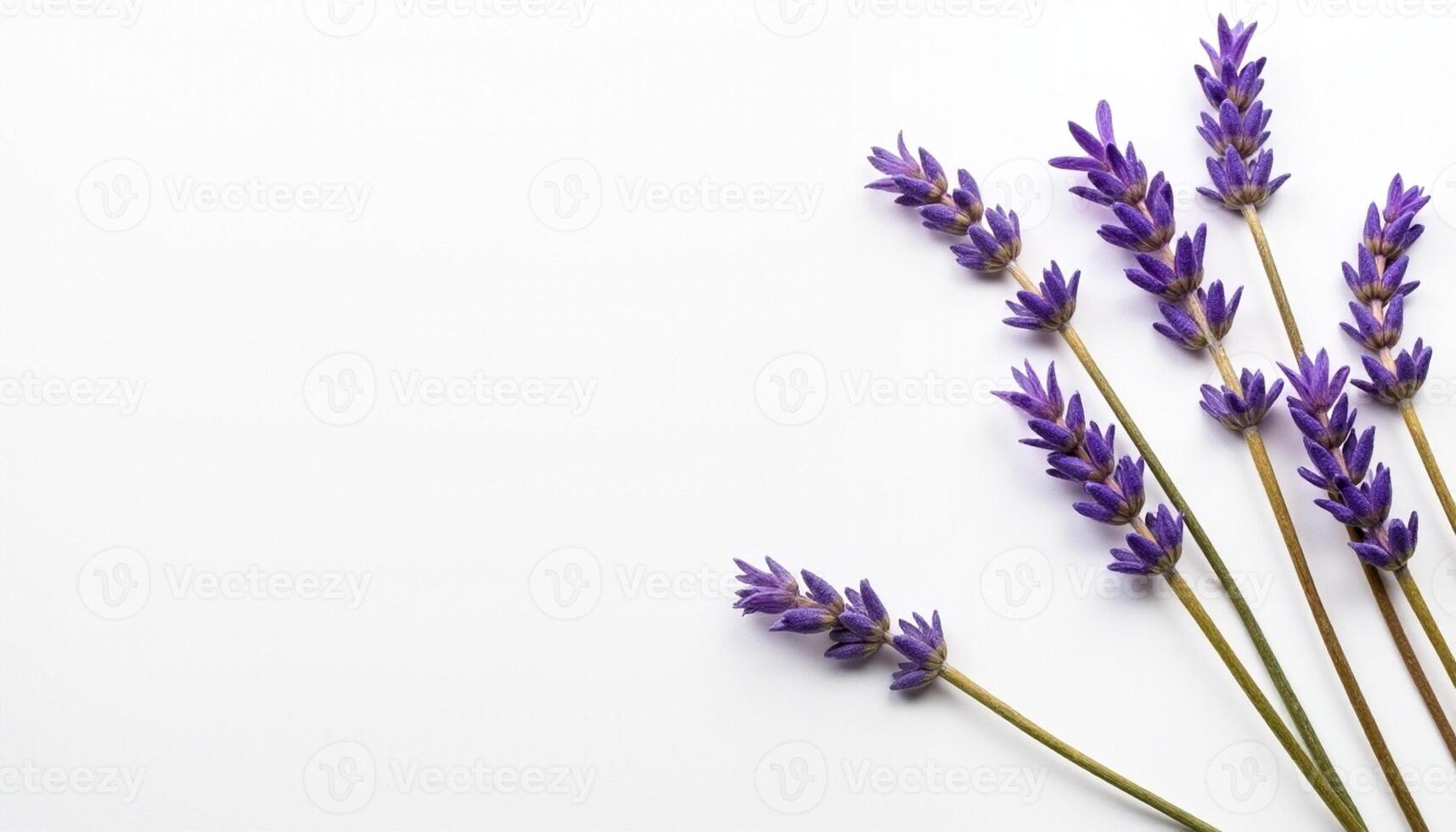 Diagonal bouquet of lavender sprigs with soft shadow on white desk. photo