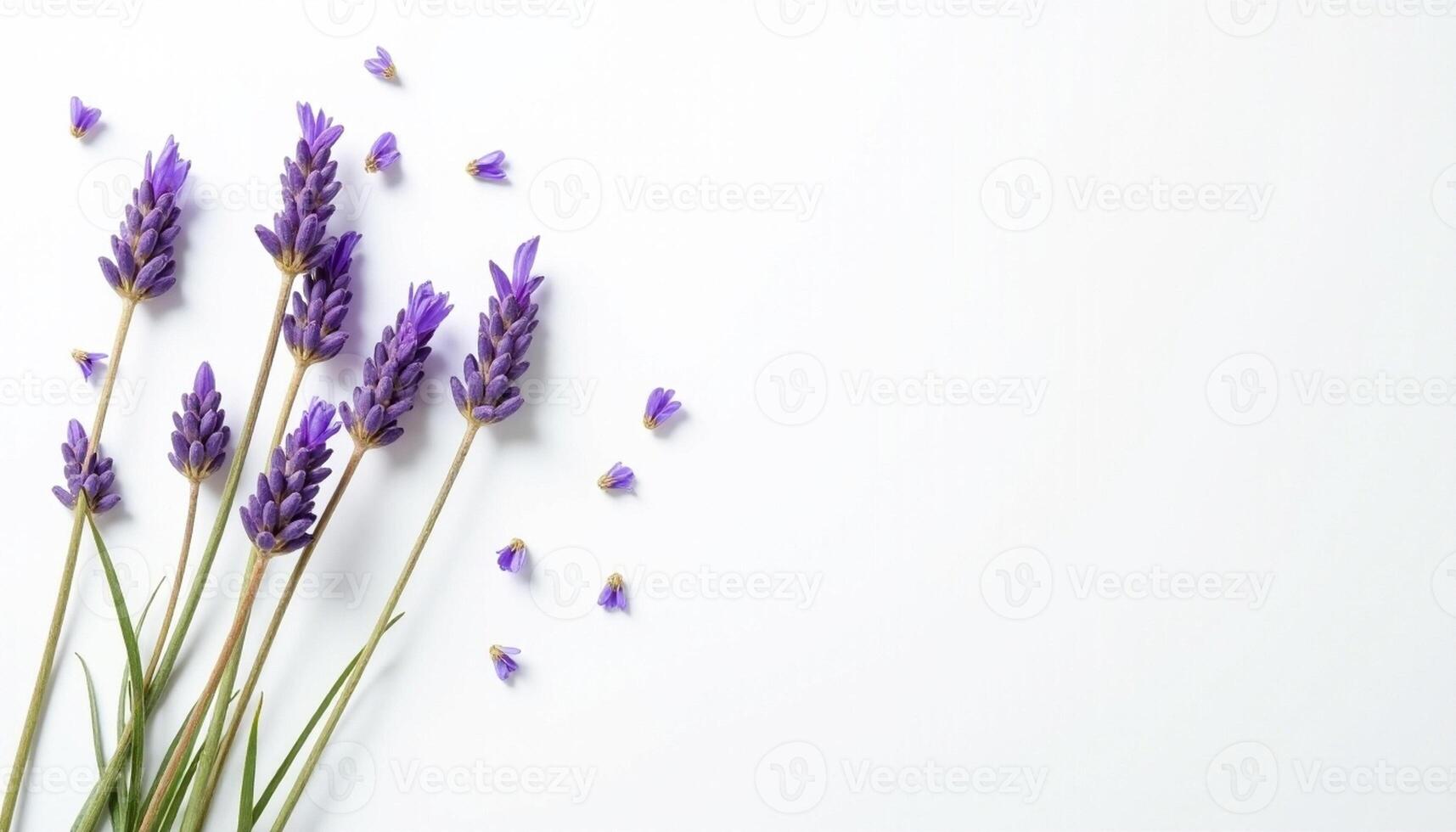 Lavender flowers scattered in natural composition with petals falling. photo