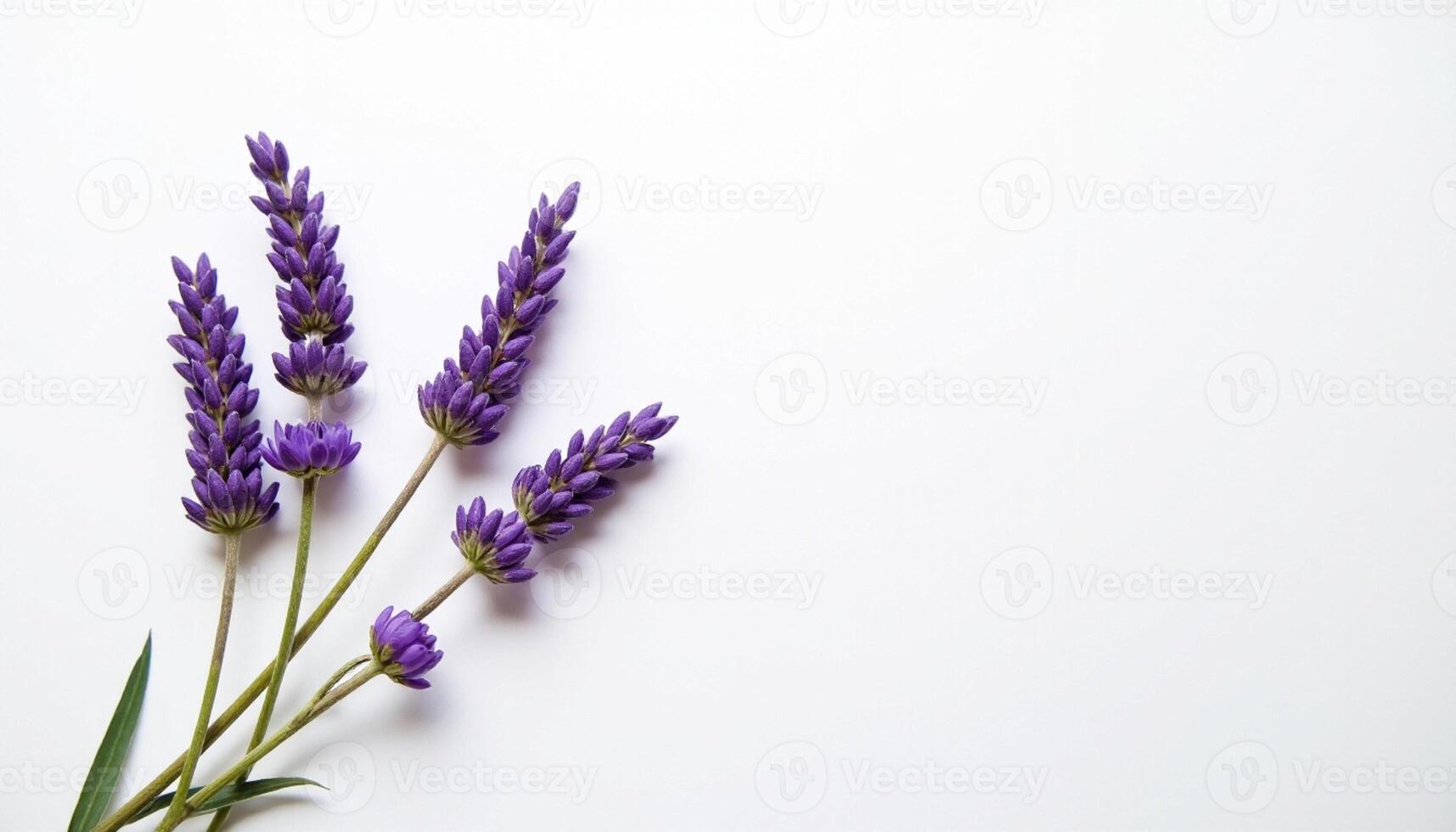 Fresh lavender sprigs with short stems and gentle bloom. photo