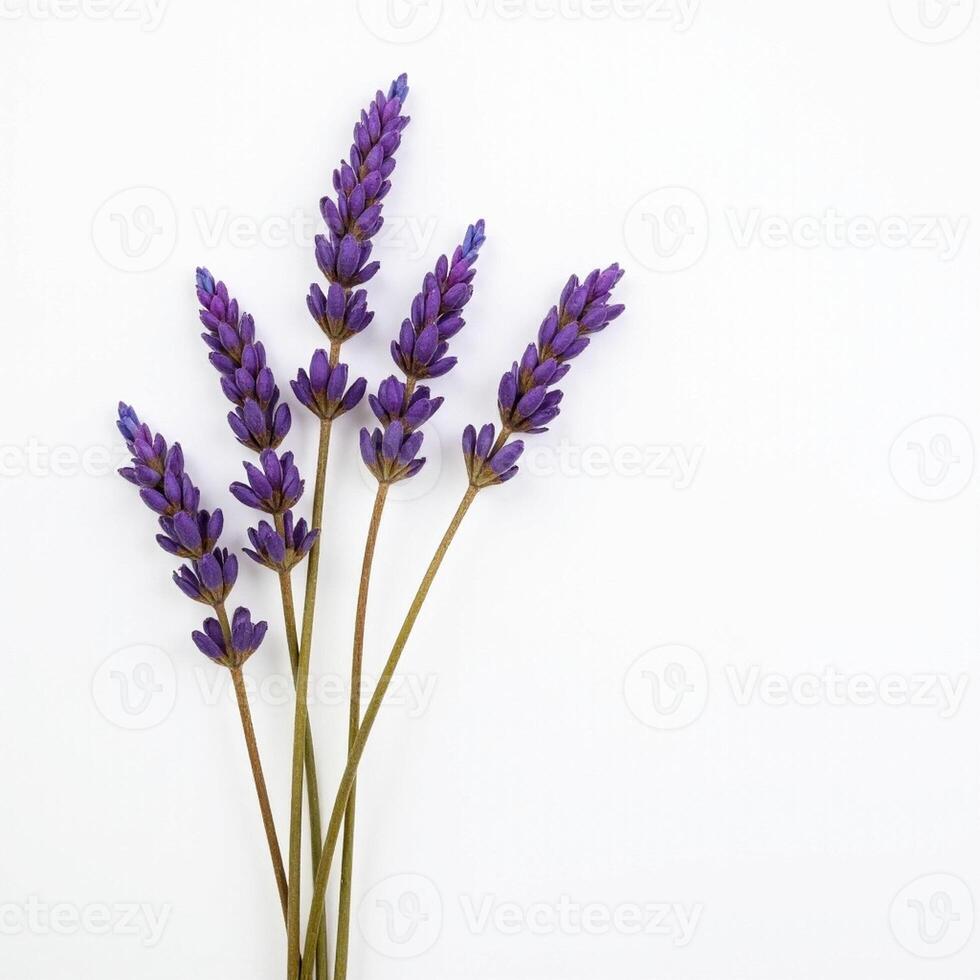 Rustic lavender bouquet placed in soft minimal layout. photo