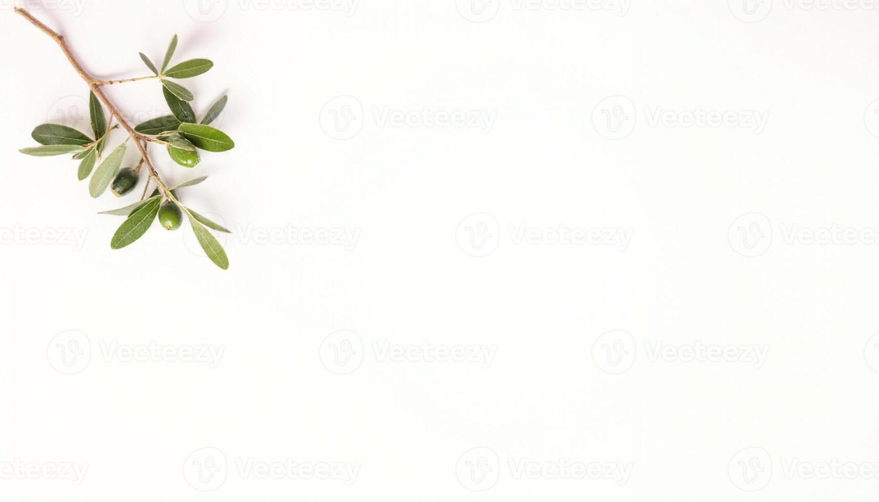 Olive branch on white background photo