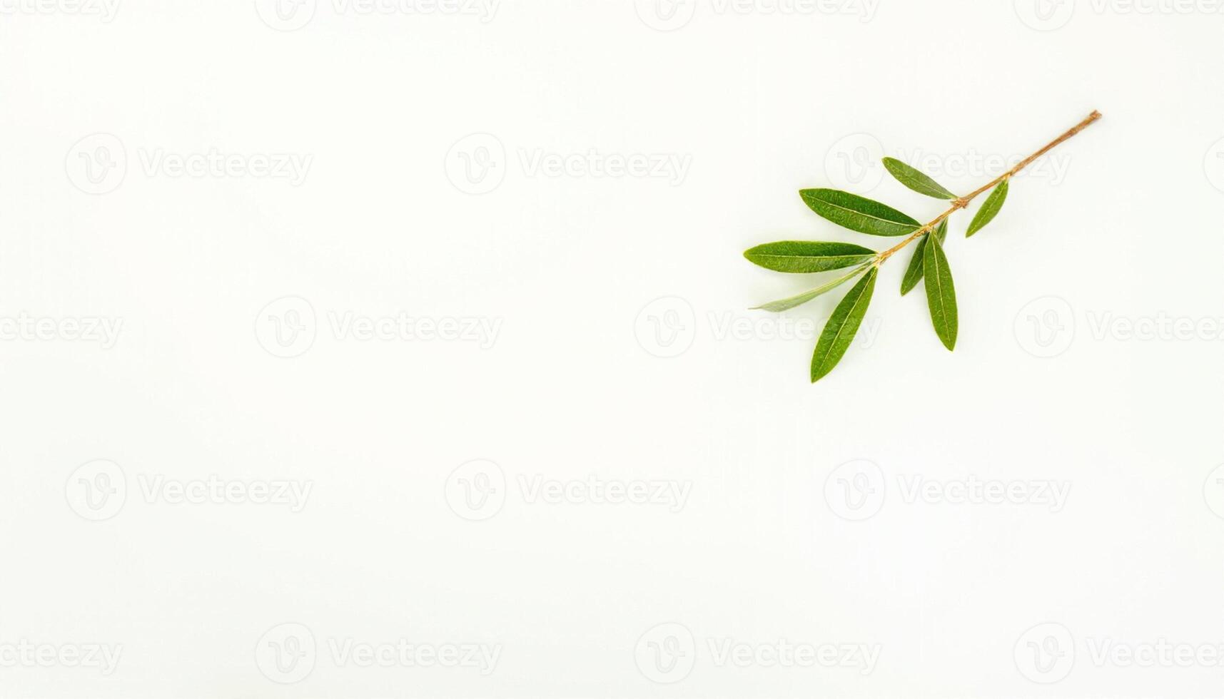 A single olive branch on a white background photo