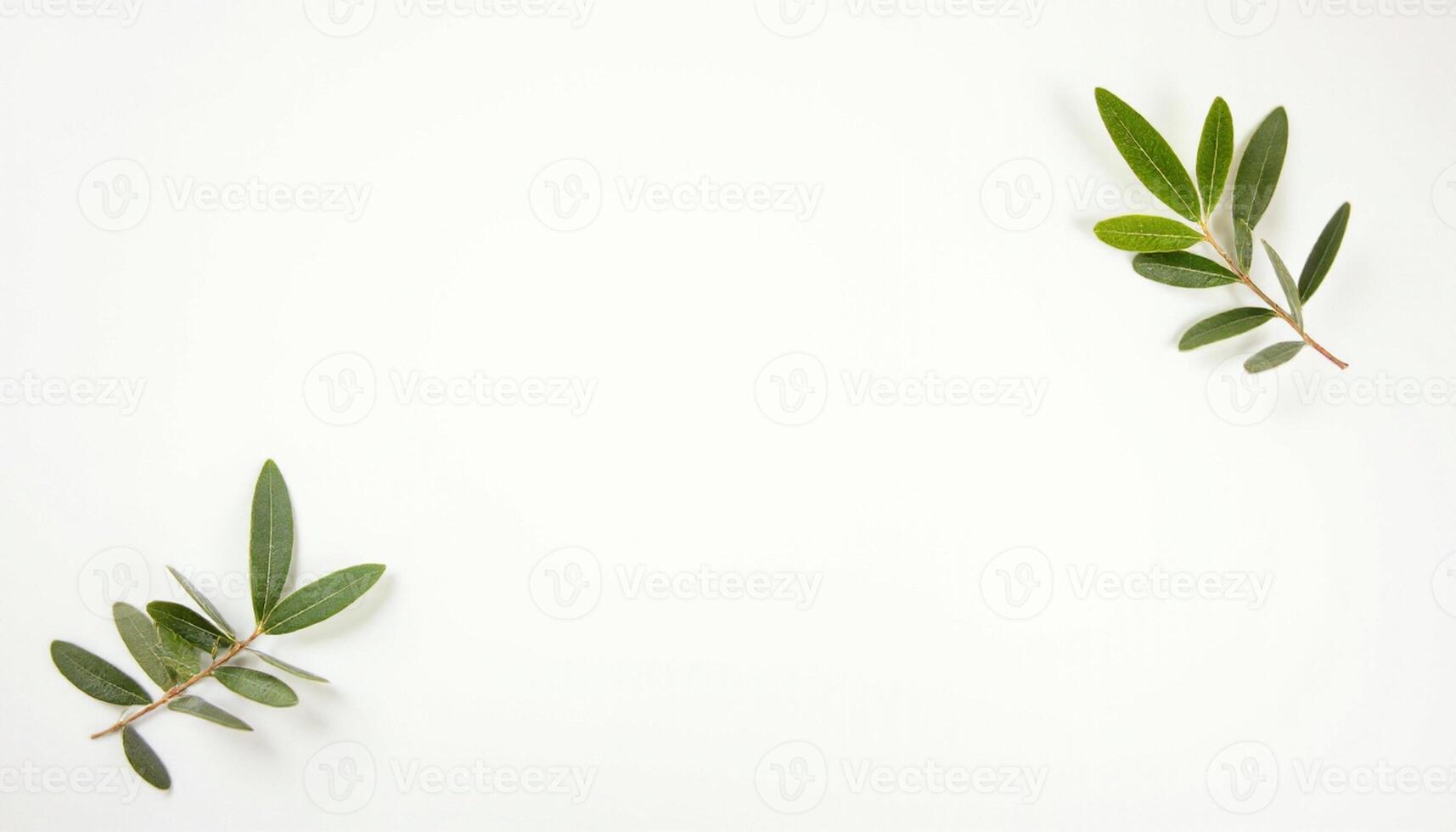 Olive branch on white background with copy space photo