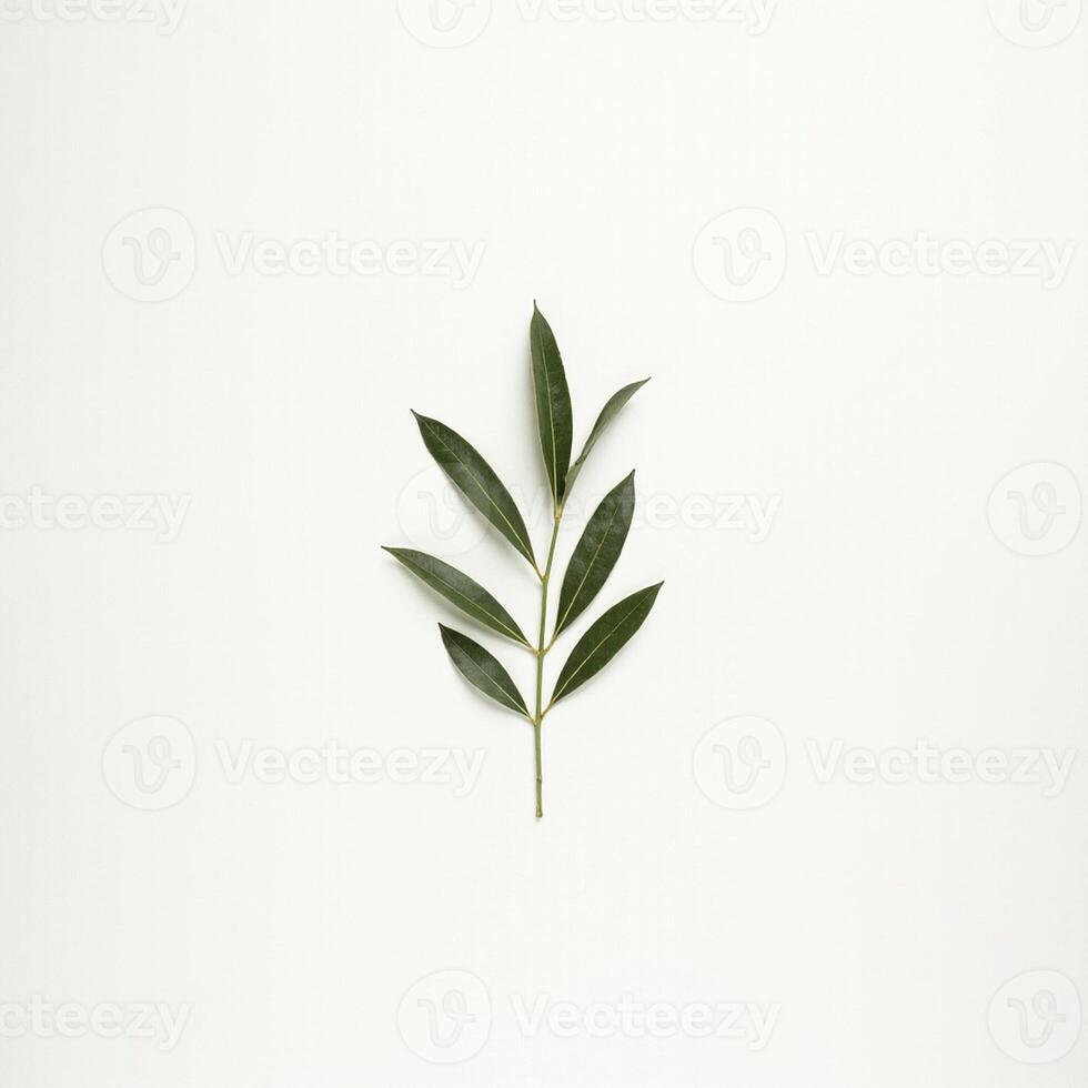 A single olive leaf on a white background photo