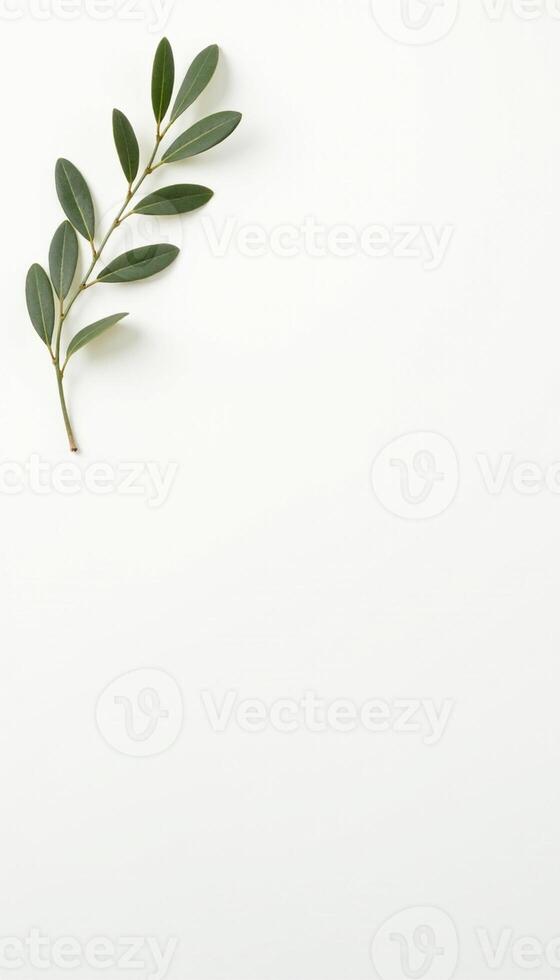 Green olive leaf on white background photo