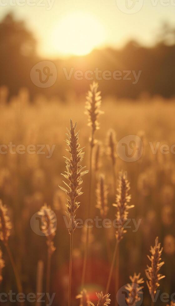 A field of grass at sunset photo