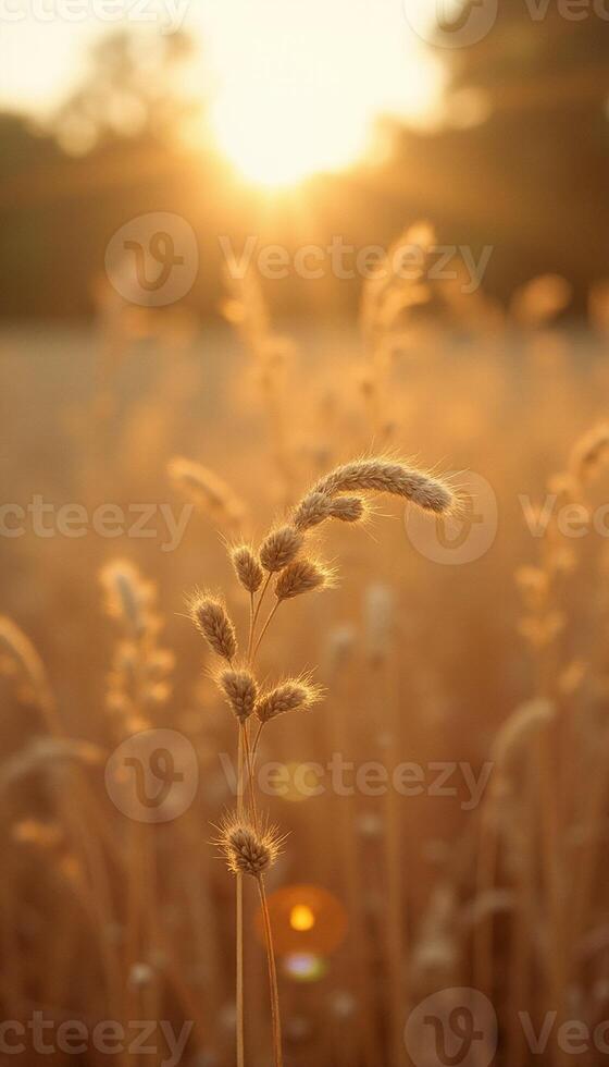 A field of wheat with the sun setting behind it photo