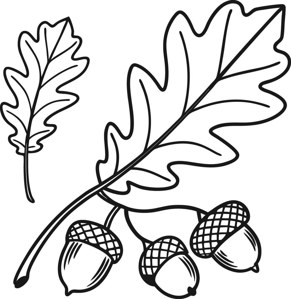 Charming Black and White Illustration of Oak Leaves and Acorns, Autumnal Nature Drawing, Fall Coloring Page vector
