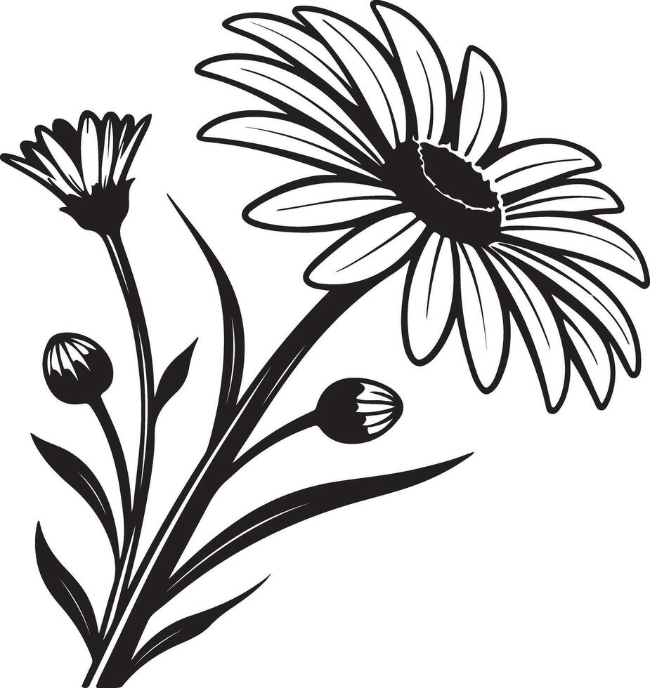 Elegant Black and White Daisy Flower Bouquet Illustration, Blooming in Summer Garden, Serene and Peaceful Nature Design vector