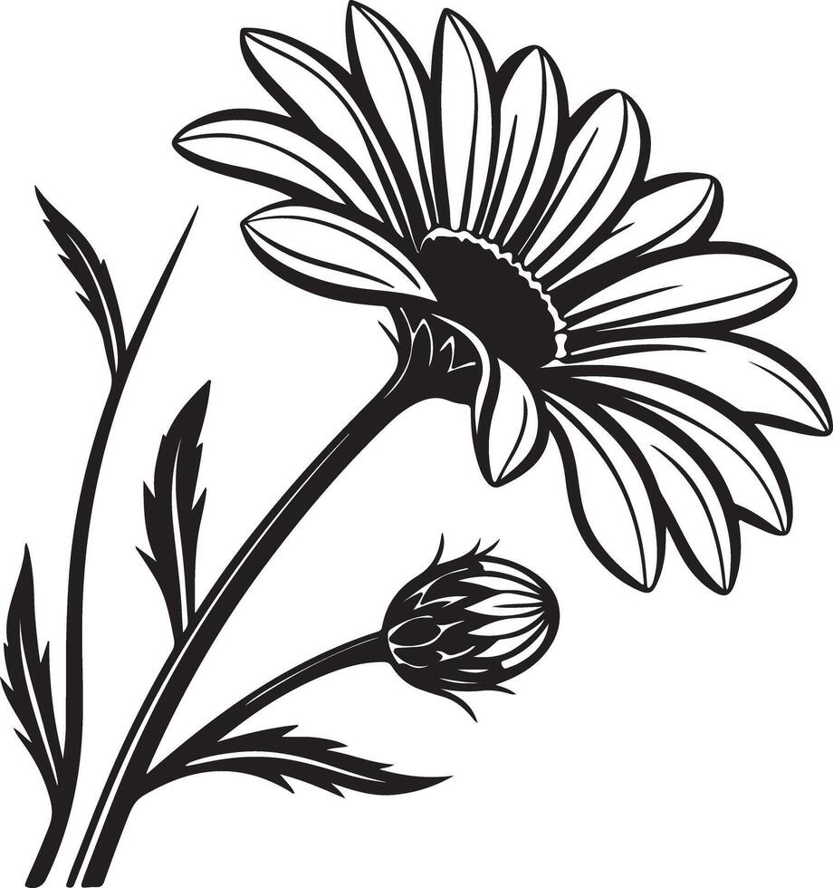 Elegant Black and White Daisy Flower with Bud, Blooming in Graceful Simplicity Against a White Background vector