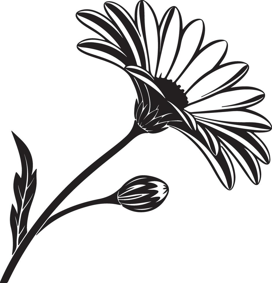 Elegant Black and White Daisy Flower Blooming in Serene Garden Setting A Stylish Botanical Illustration vector