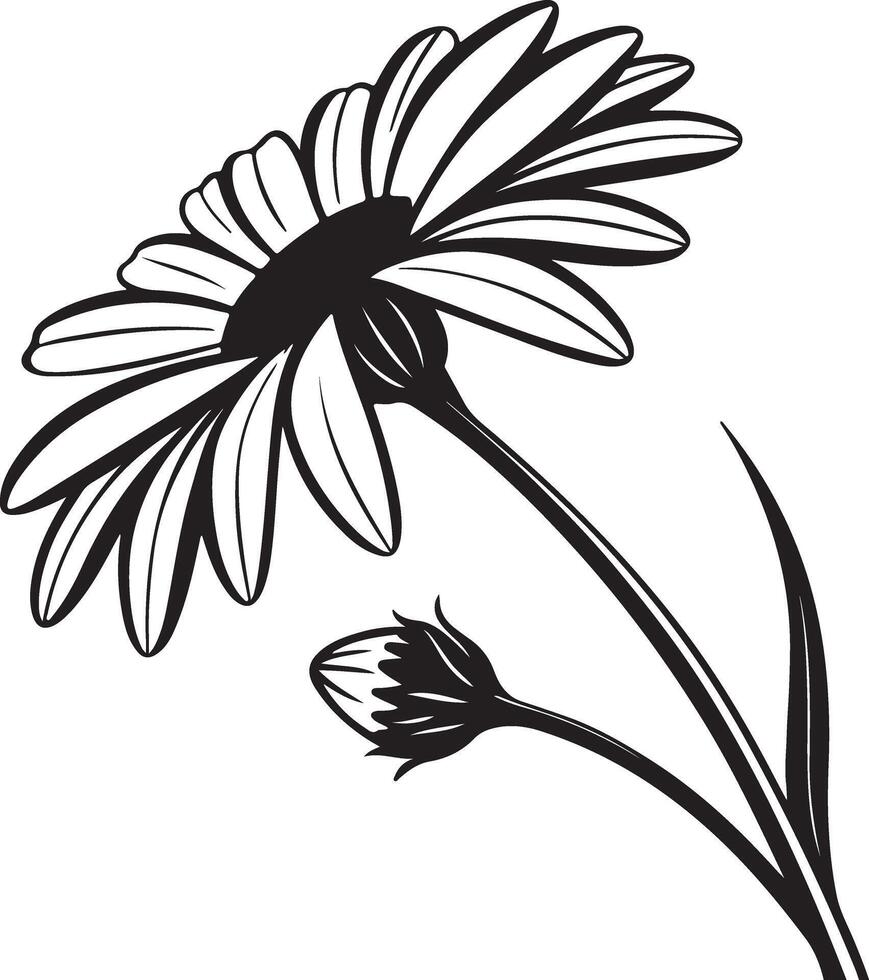 Elegant Black and White Daisy Flower in Full Bloom, Gracefully Bending, Isolated on White Background, Evoking a Sense of Serenity and Beauty vector