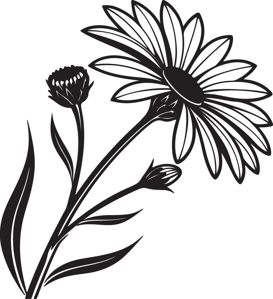 Elegant Black and White Daisy Flower with Buds, Blooming Gracefully in a Serene Garden Setting vector