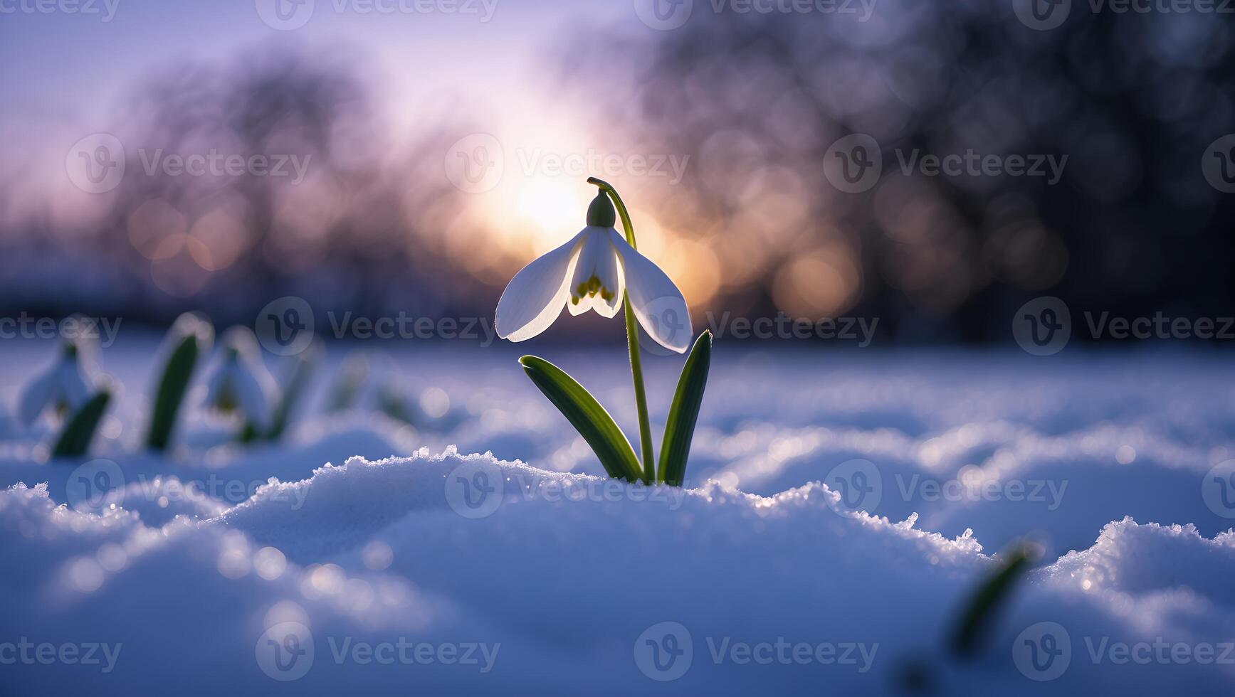 Snowdrop Flower Growing in Snow at Sunset with Blurred Background photo