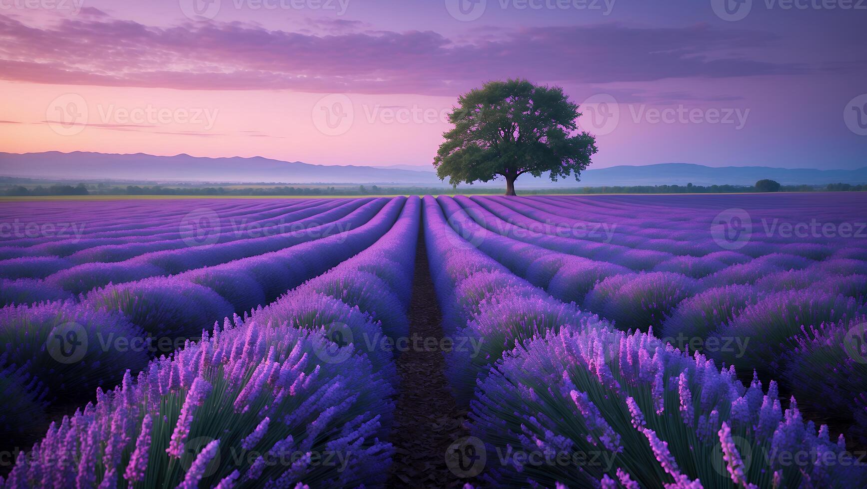 Lavender Field at Sunset with Tree in the Distance photo