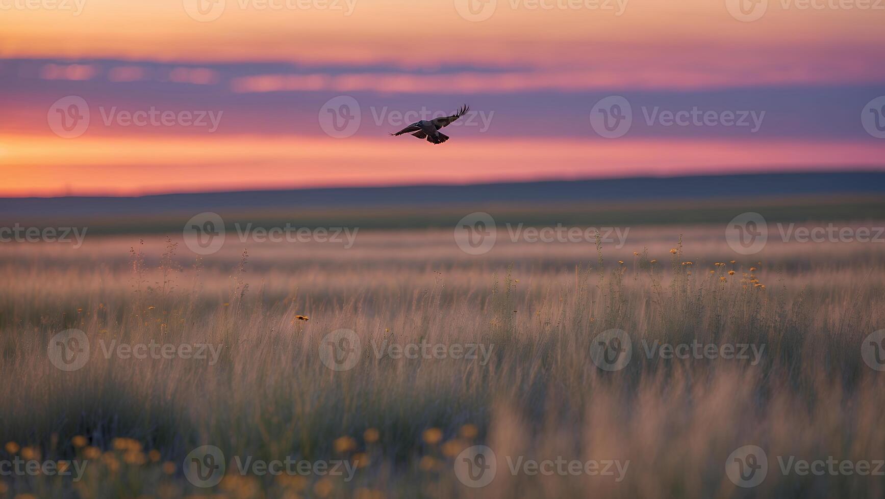 Bird Flying Over Grassland at Sunset with Beautiful Colorful Sky photo