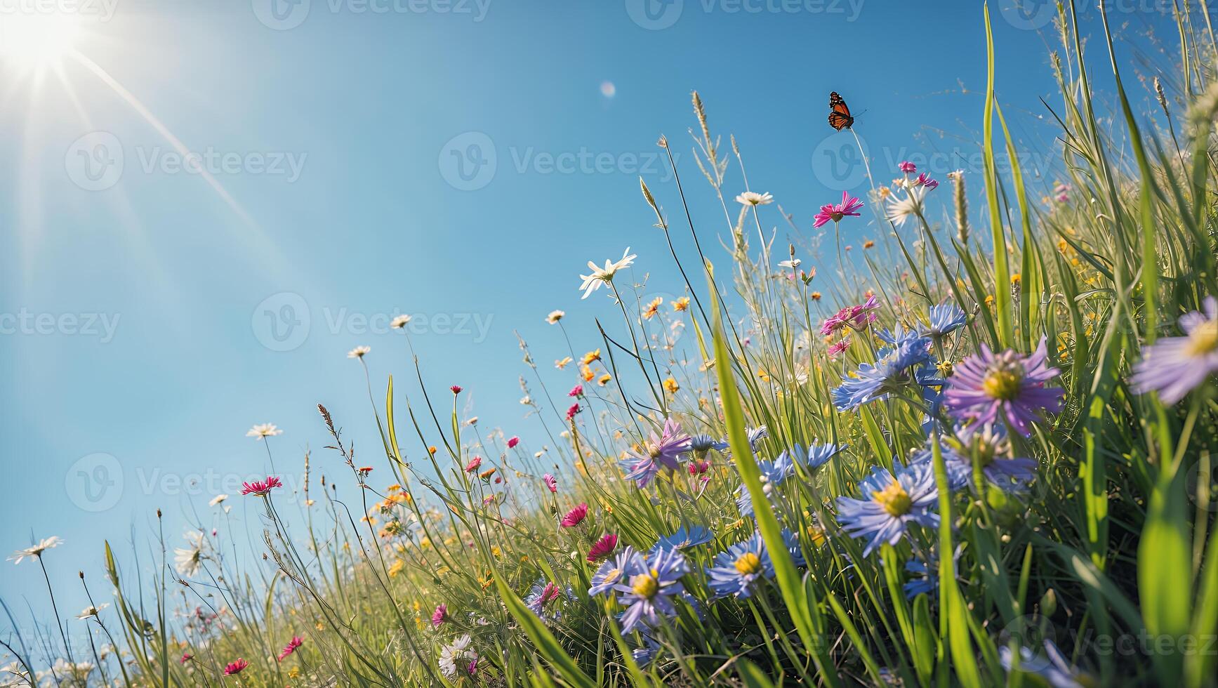 Wildflower Meadow with Butterfly Under Sunny Sky in Summer photo