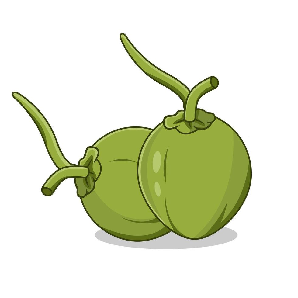 Two green coconuts with stems Illustration Cartoon Design vector