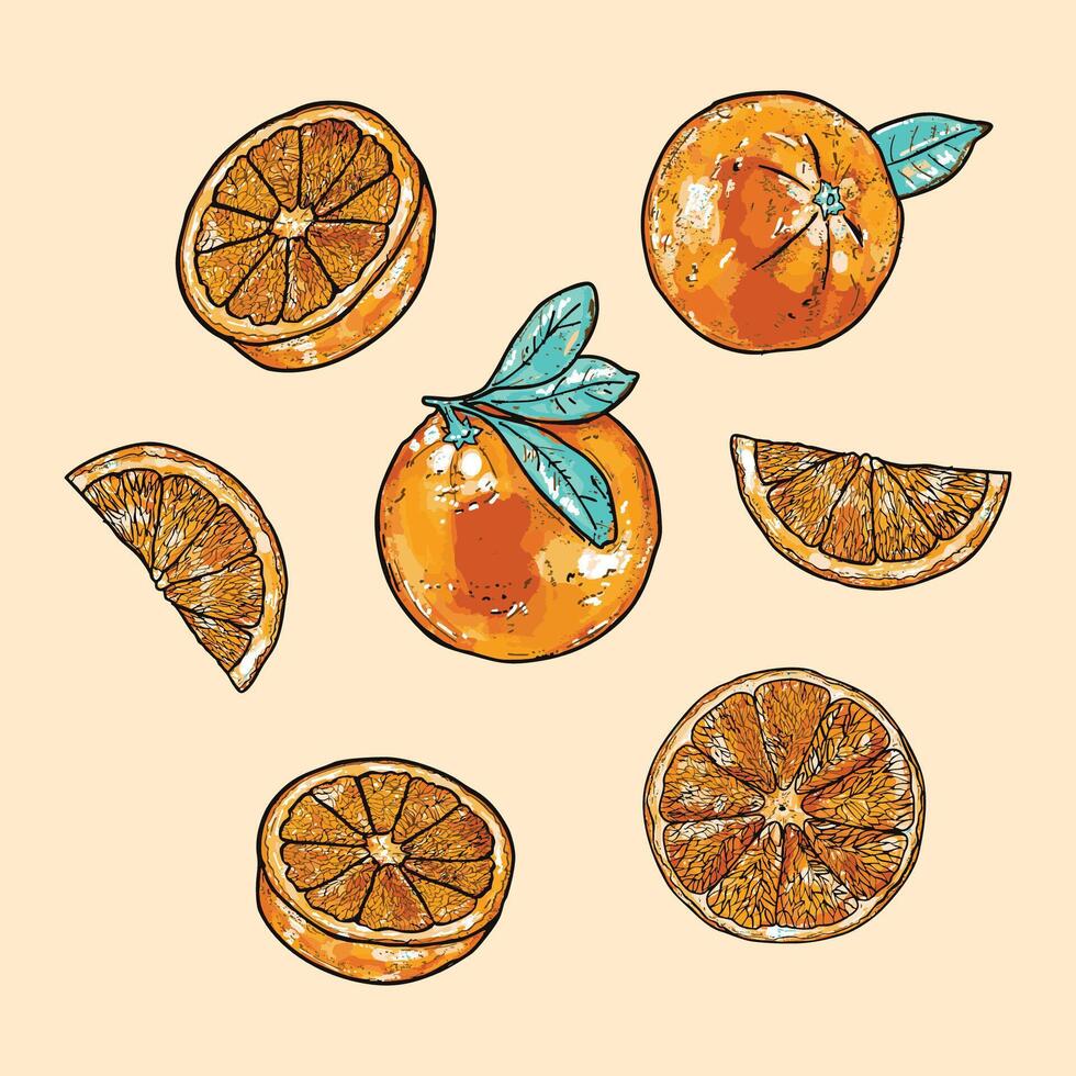 Oranges Set - Citrus Fruit Collection vector