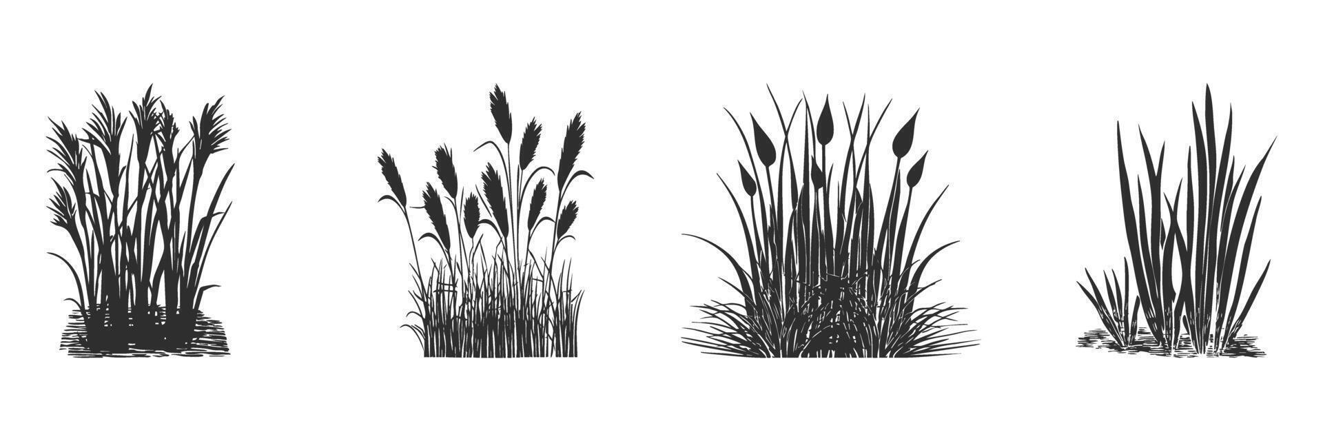 Silhouette Of Aquatic Plants And Reeds Set. Nature And Wetland Vegetation Isolated Illustration Collection vector