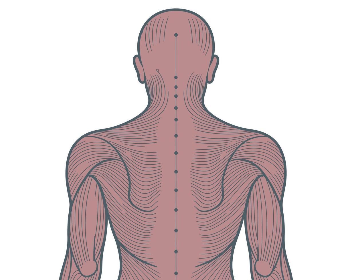 Human Back Acupuncture Points and Muscle Anatomy Chart Illustration vector