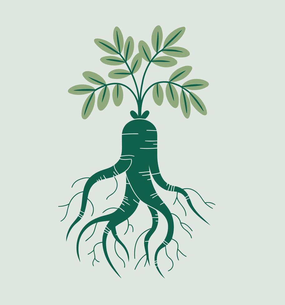 Hand Drawn Ginseng Root with Green Leaves for Herbal and Medicinal Use modern art vector