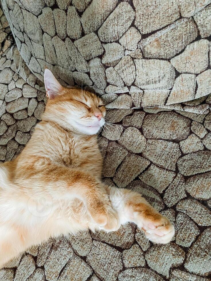 A domestic cat is currently laying on its back on a uniquely designed couch that features a rock pattern, creating a cozy and interesting spot for it to relax comfortably photo