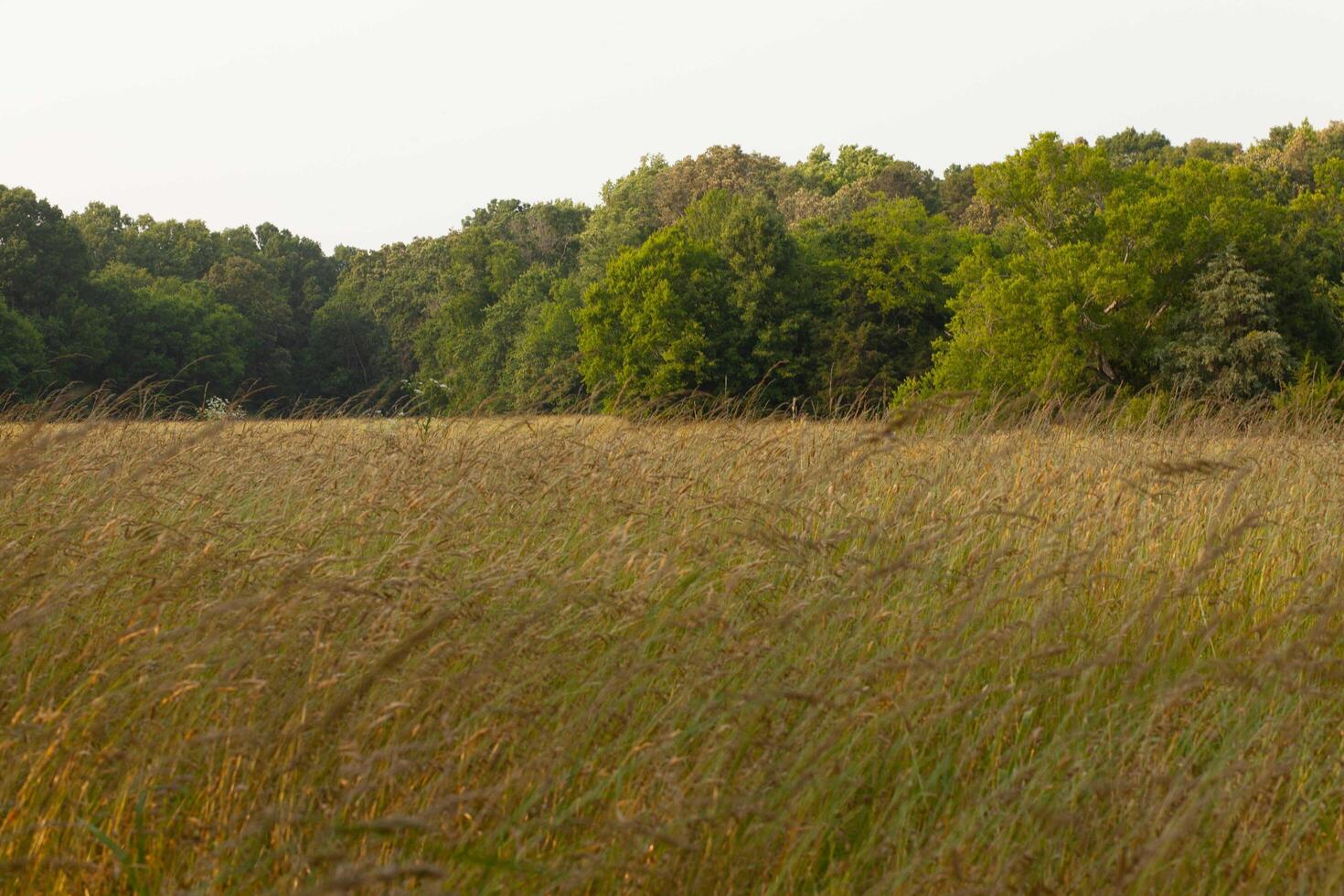 A field of tall grass photo