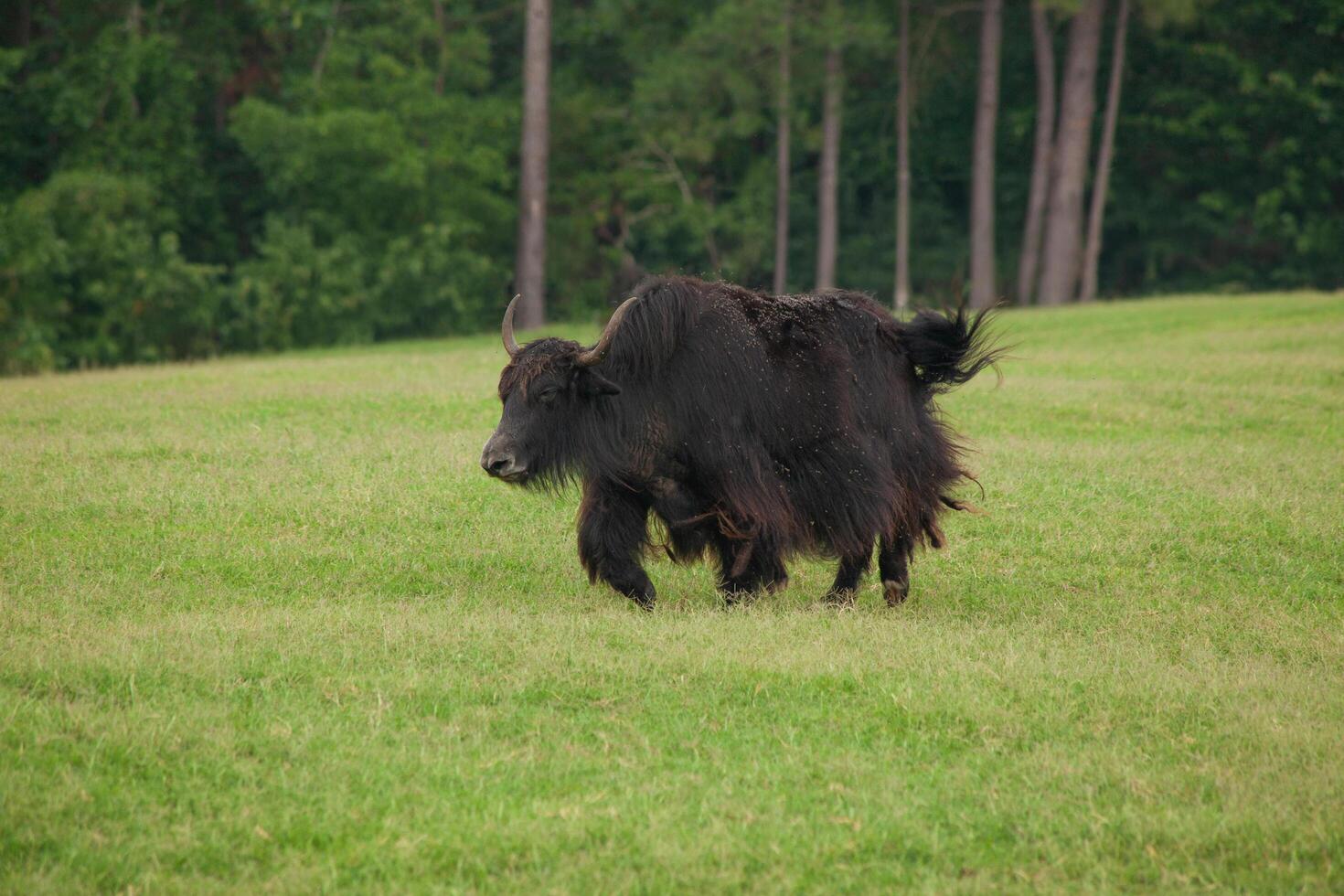 A black cow in a field photo