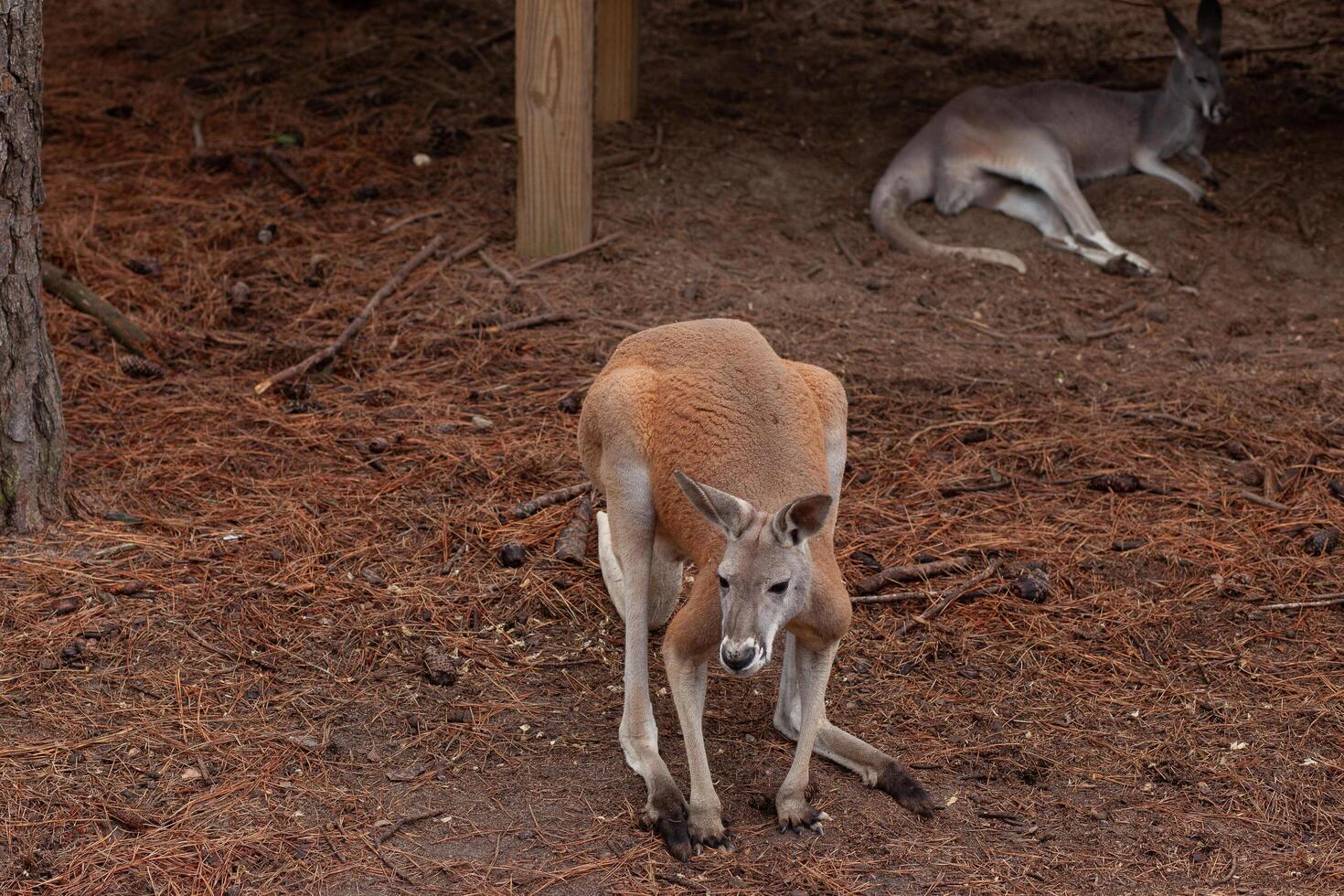 A kangaroo is standing in the dirt photo