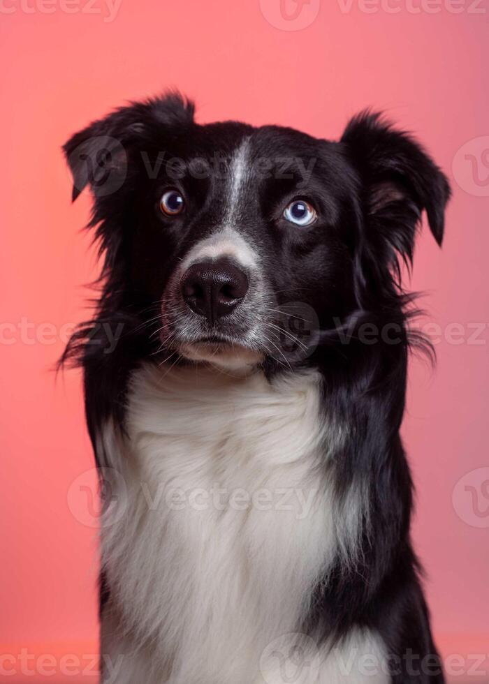 A black and white dog with blue eyes photo