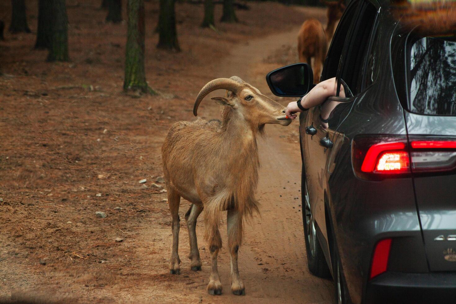 A goat is standing next to a car photo