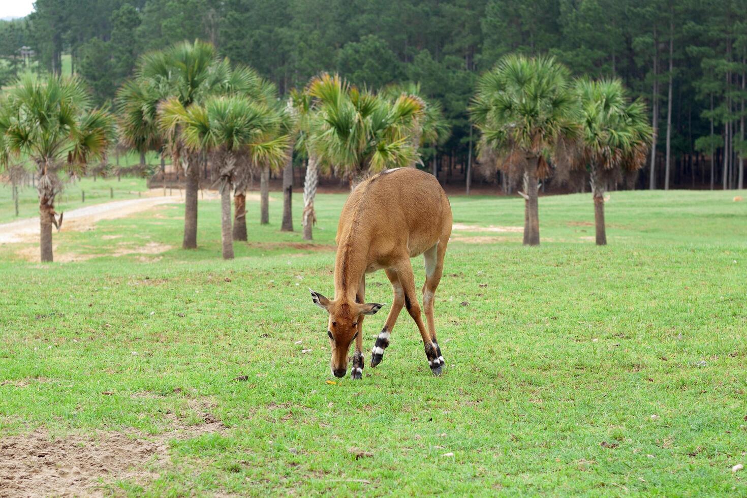 A deer is eating grass in a field photo