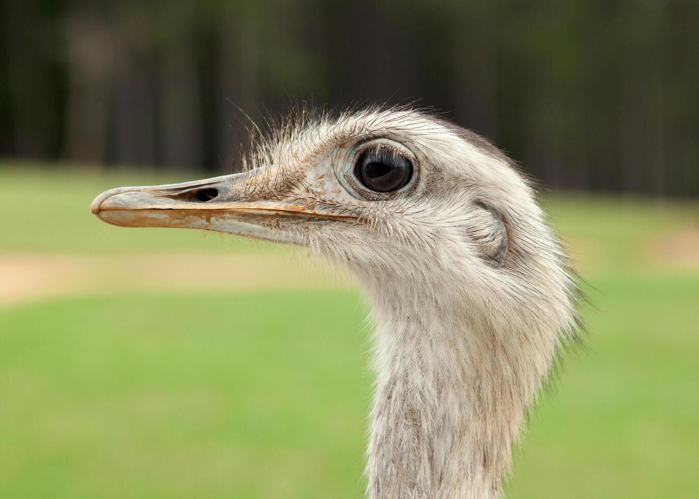 Profile of an ostrich outdoors photo