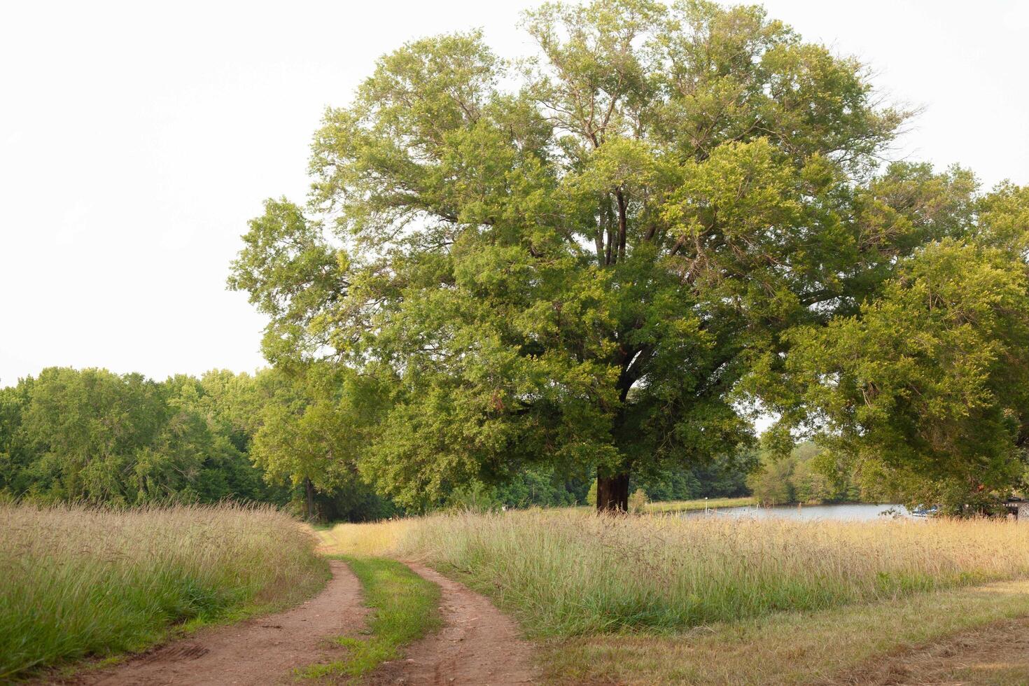 A large tree in the middle of a field photo
