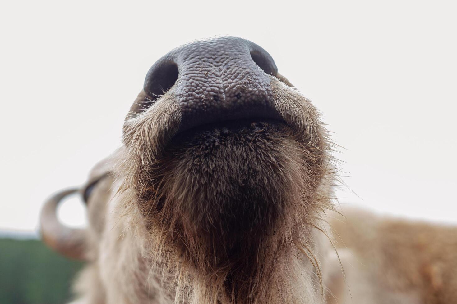 A close up of a bull's nose photo