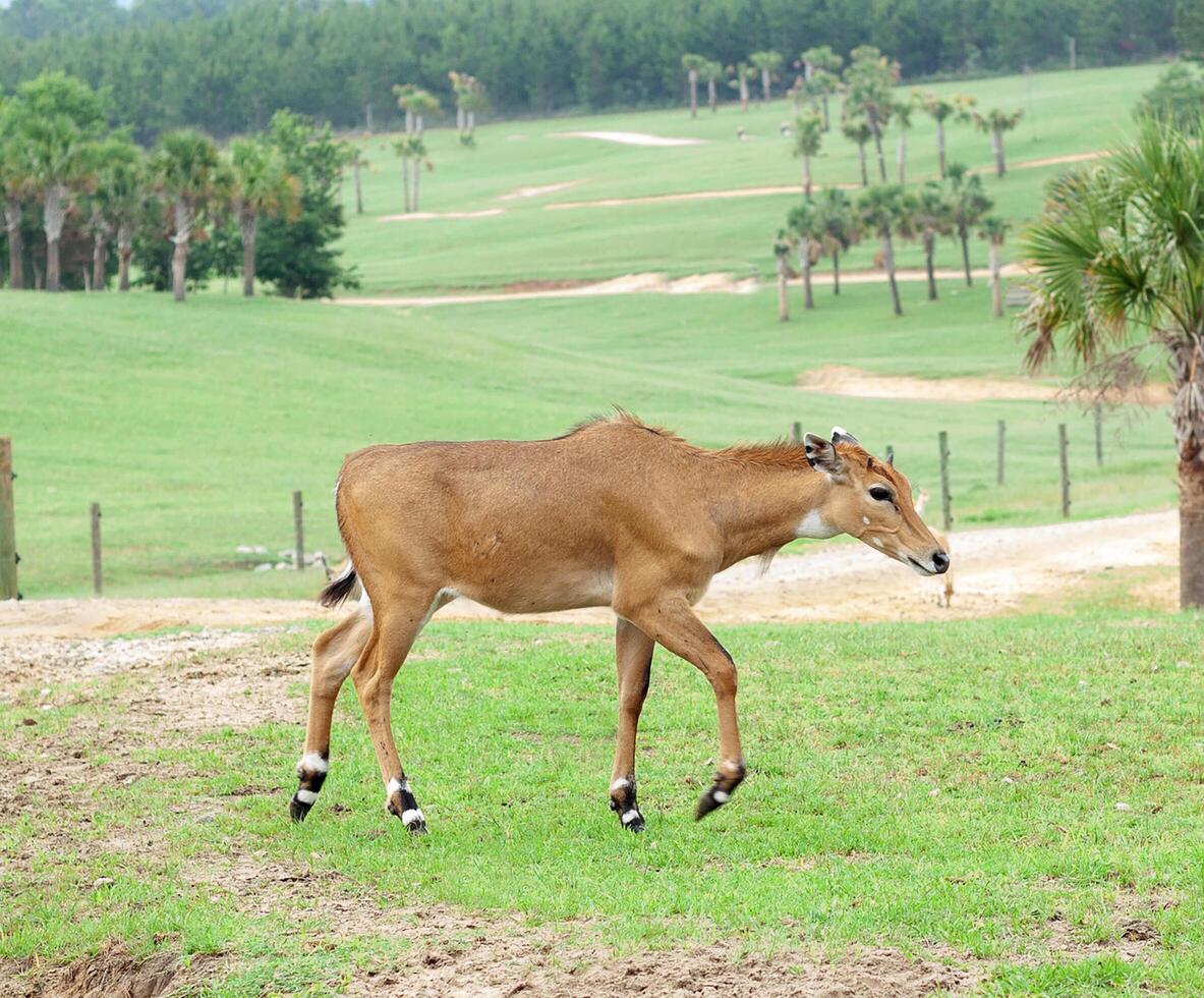 A small brown animal walking on a green field photo