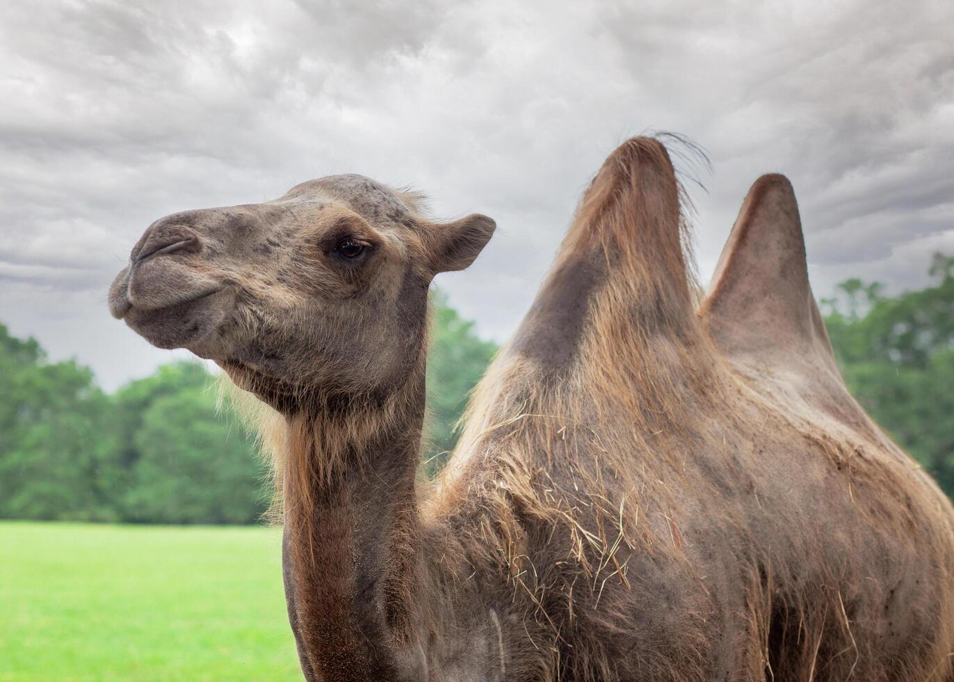 A camel with 2 humps outdoors photo