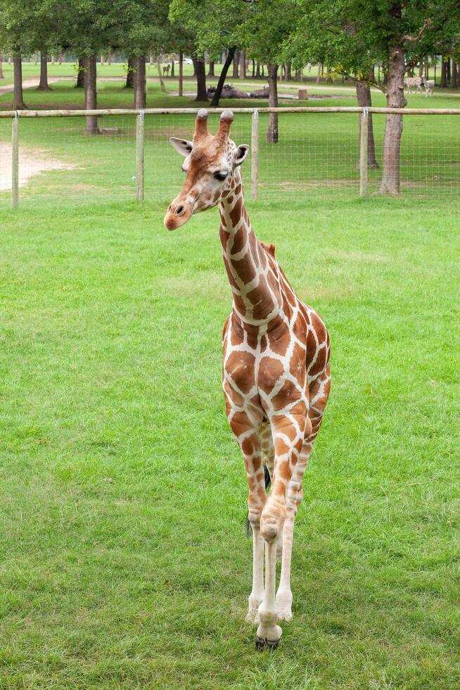 A giraffe walking in a field with trees in the background photo