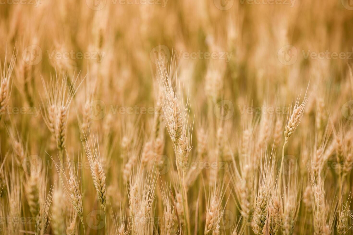 Golden Wheat Field Close-Up at Sunset photo