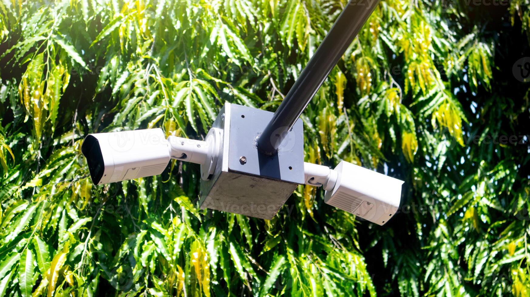 Two CCTV cameras on a metal box for outdoor installation. The cameras are separated on opposite sides. The metal legs extend out. Background of Polyalthia longifolia or Asoke tree name in Thailand. photo