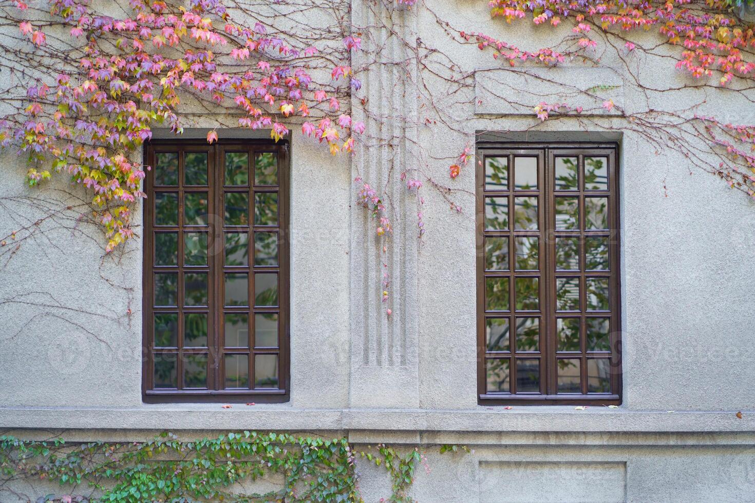 Two windows on white wall of abandoned building, surrounded by pink yellow tree leaves. photo