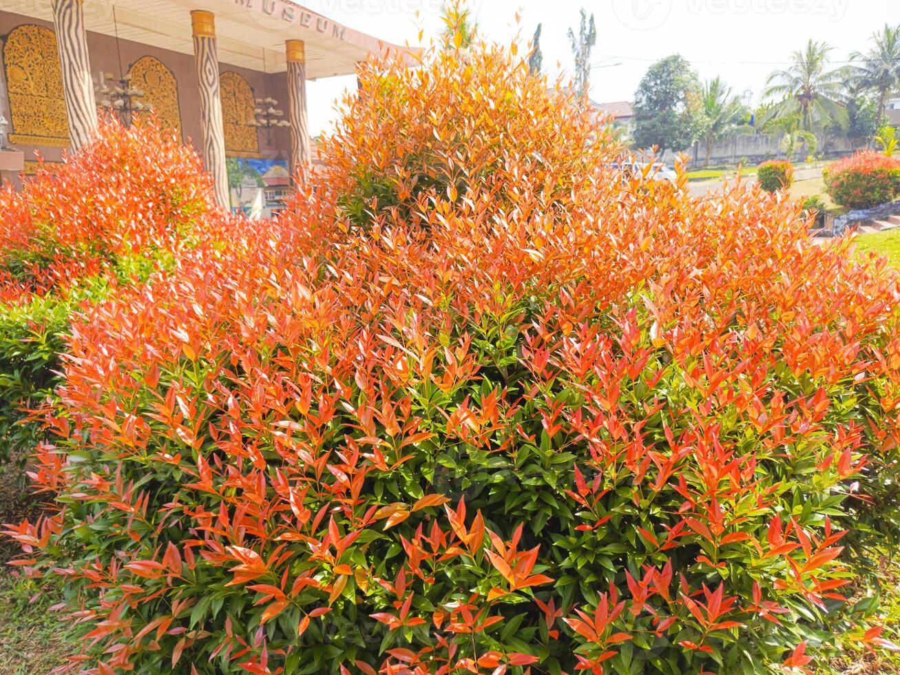 Vibrant Bush with Orange Leaves in Sunny Outdoor Garden photo