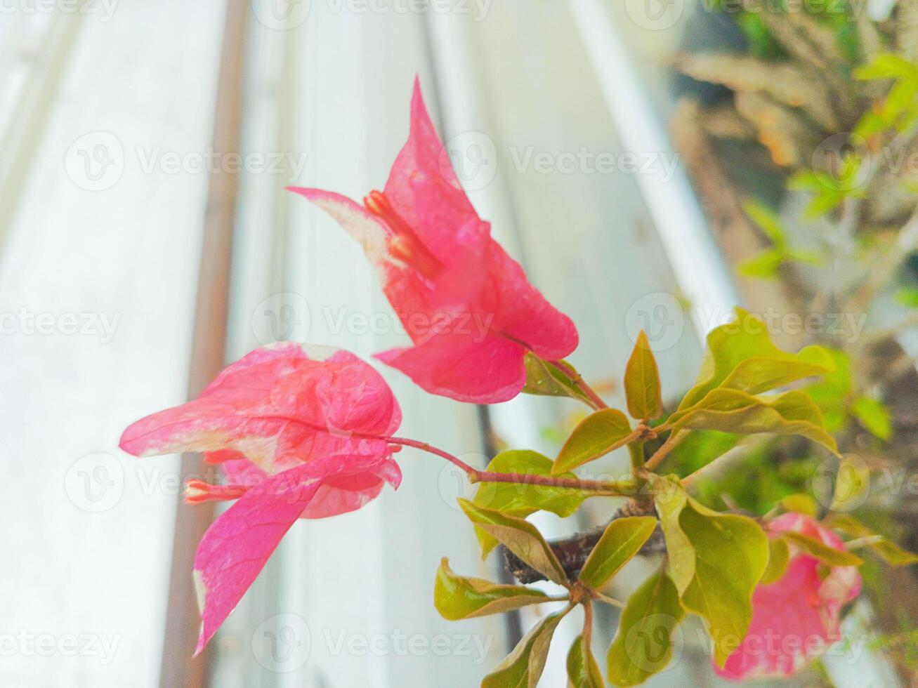 Bright Pink Bougainvillea Flowers with Green Leaves Growing Outdoor photo